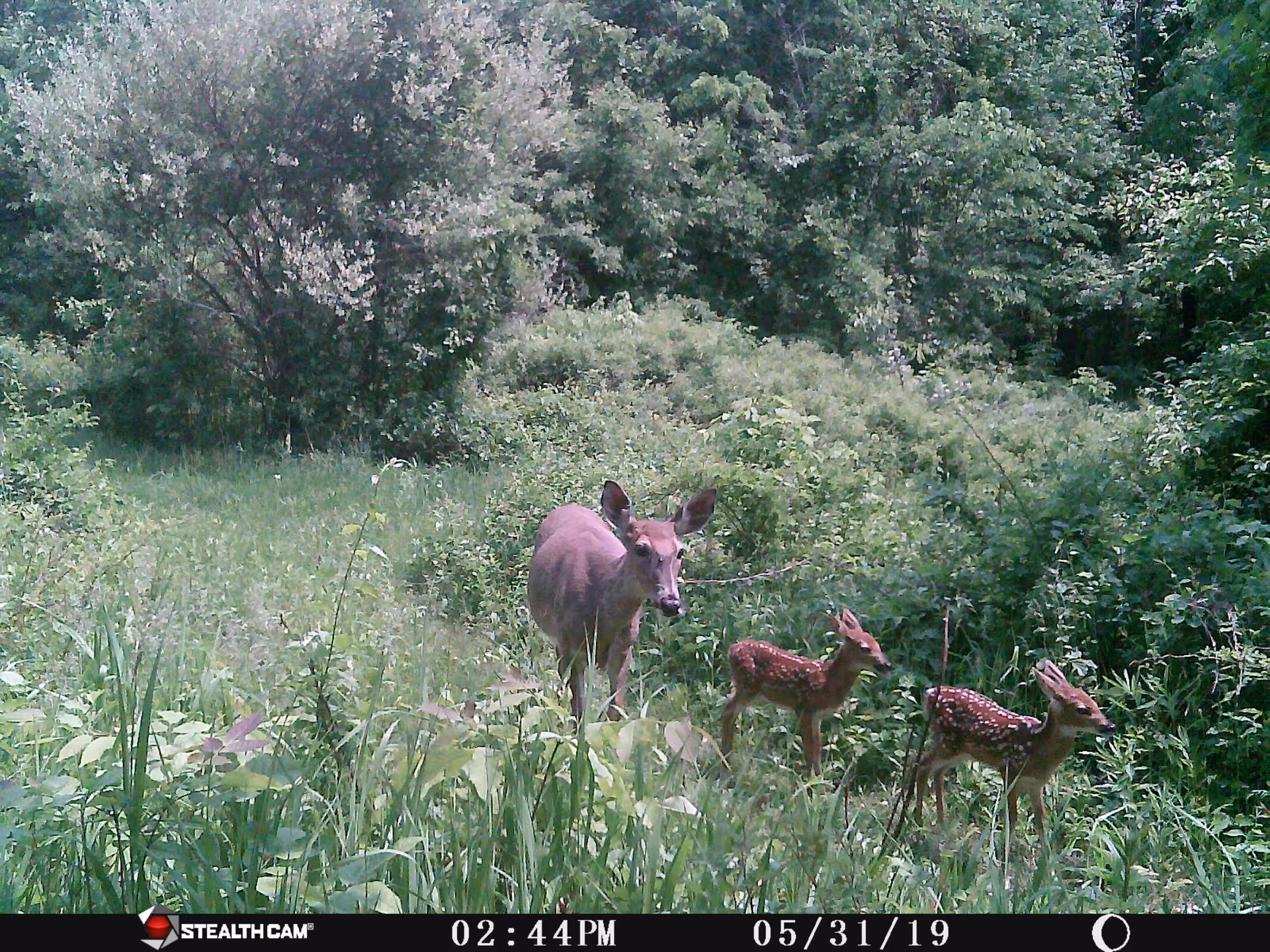 A doe and two fawns standing in a lush green forest clearing with dense foliage and trees in the background.
