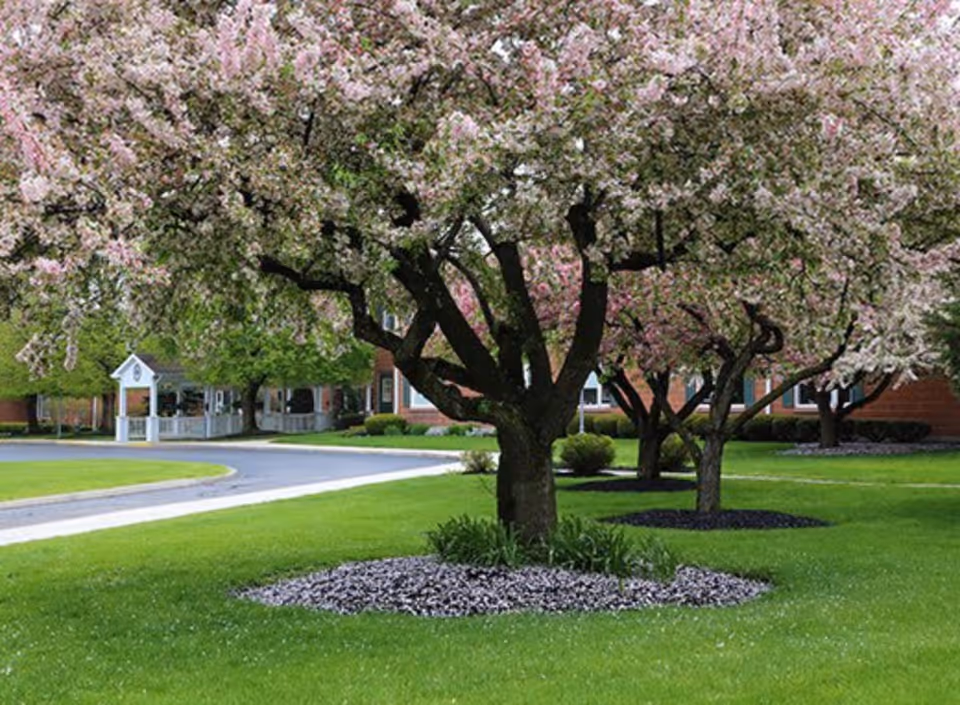 A landscaped outdoor area with green grass and several blossoming trees with pink flowers. In the background, there is a building with a covered entrance and windows, surrounded by more greenery.