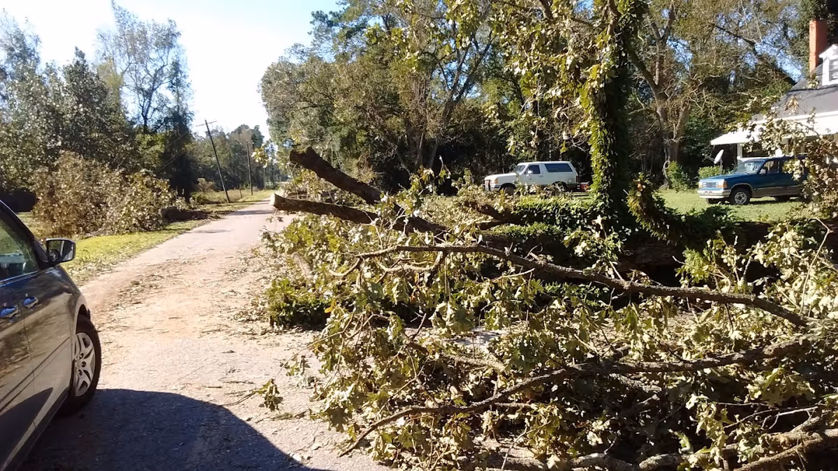 A rural road partially blocked by fallen tree branches with green leaves. There are several vehicles parked on the grassy area beside the road, and trees line both sides of the road under a clear blue sky.
