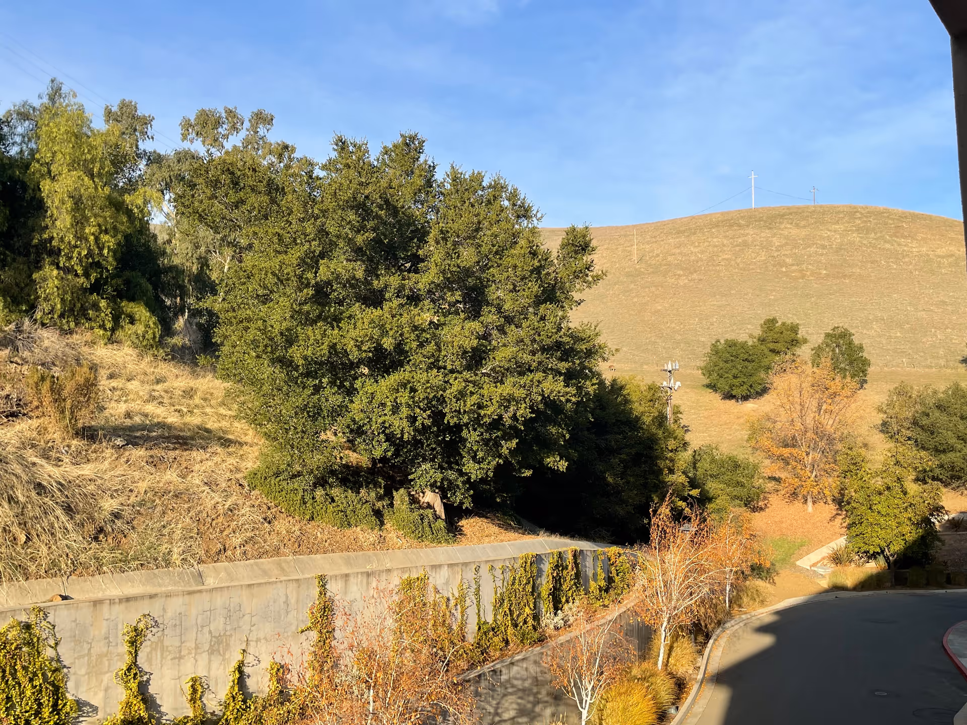 A scenic outdoor view showing a curved road bordered by a concrete retaining wall with climbing plants. There are various trees and shrubs along the road and on the hillside, with a large hill in the background under a clear blue sky.