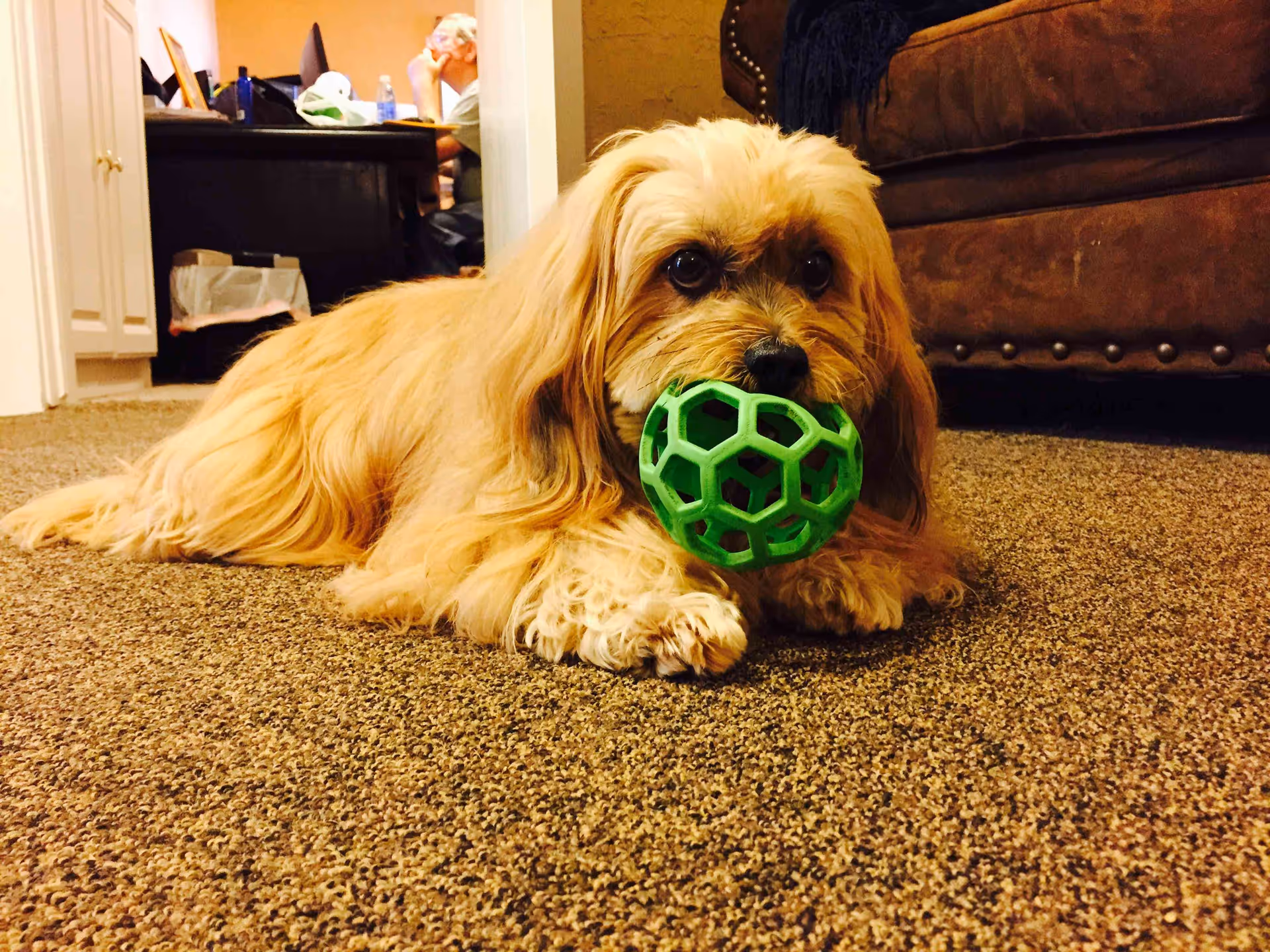 A small, fluffy light brown dog lying on a carpeted floor holding a green ball in its mouth. In the background, there is a brown couch and a person sitting at a desk in another room.