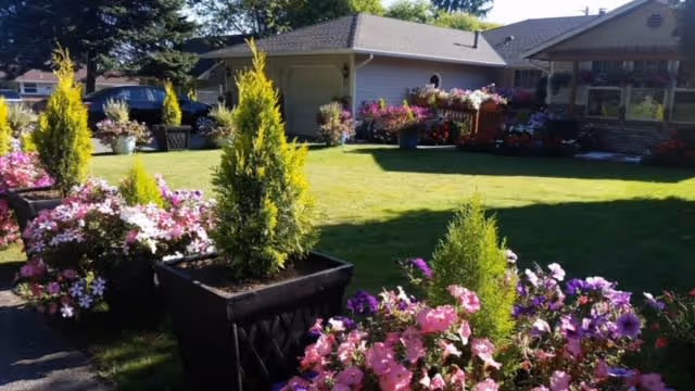 A well-maintained outdoor garden area with green grass, several large flower pots filled with colorful flowers and small evergreen shrubs, a driveway with parked cars, and residential buildings in the background under a clear sky.