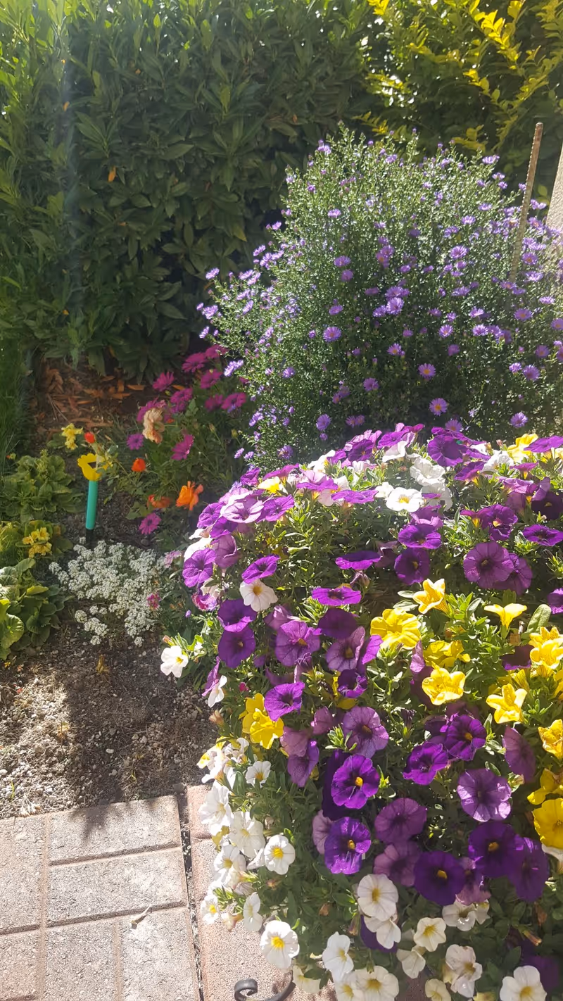 Colorful flowerbed with purple, yellow, and white blooms beside a paved walkway and green shrubs.