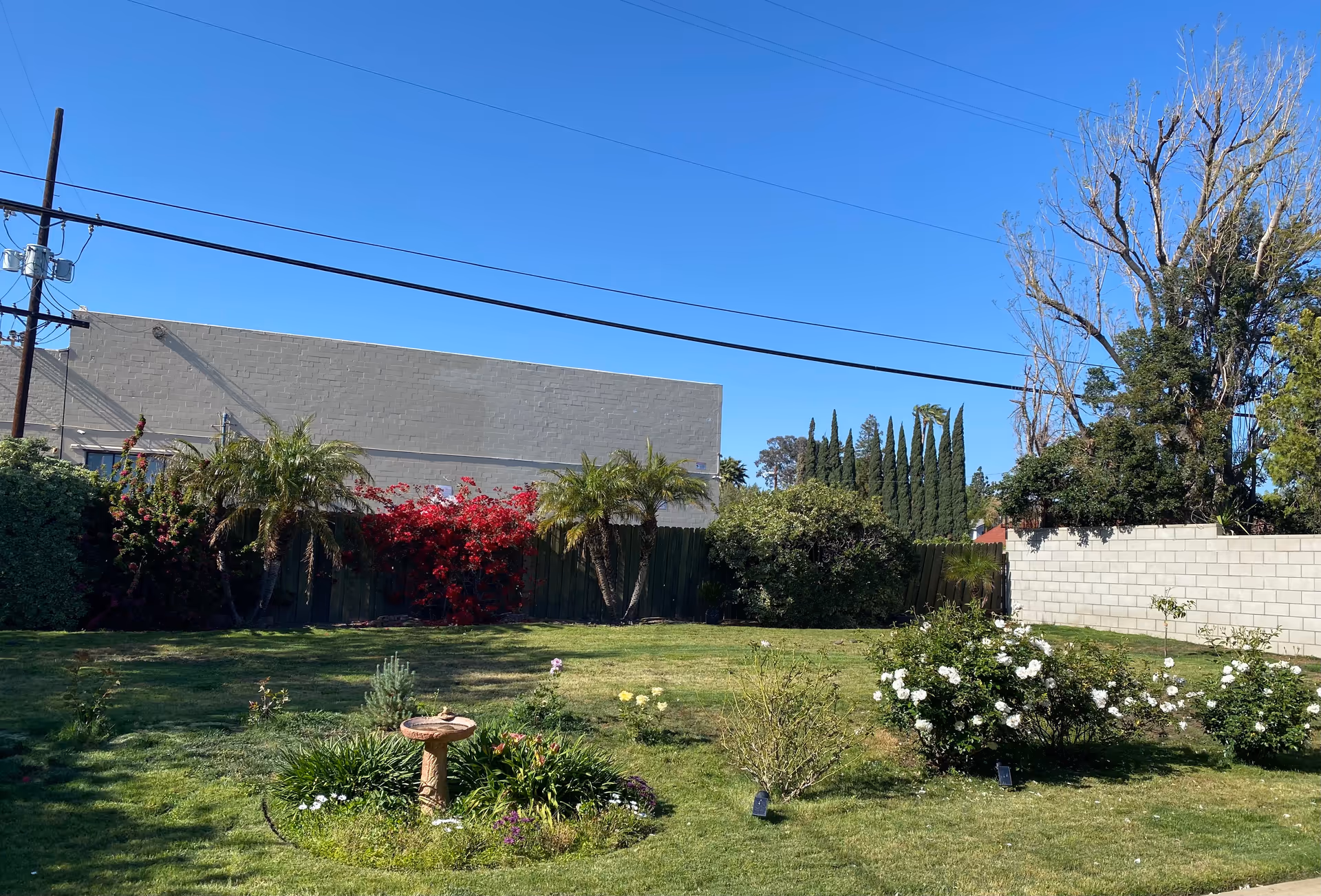 Sunny backyard with a green lawn, flower beds and a birdbath bordered by shrubs, palm trees and a cinder-block wall under a clear blue sky.