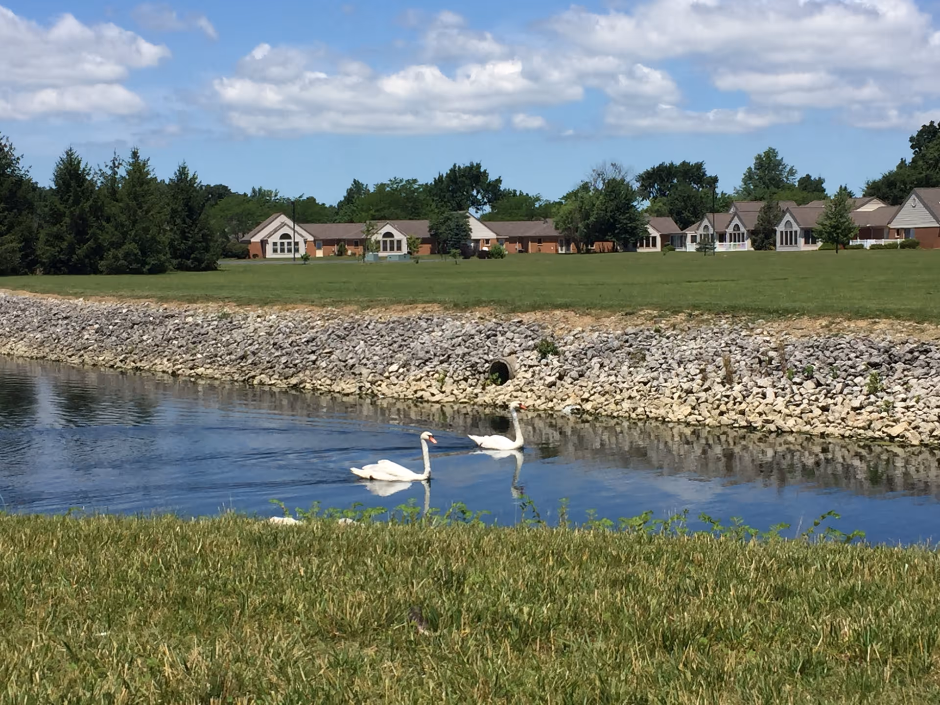 Two white swans swimming in a narrow waterway bordered by rocks, with a grassy area in the foreground and a row of single-story residential buildings and trees in the background under a partly cloudy blue sky.
