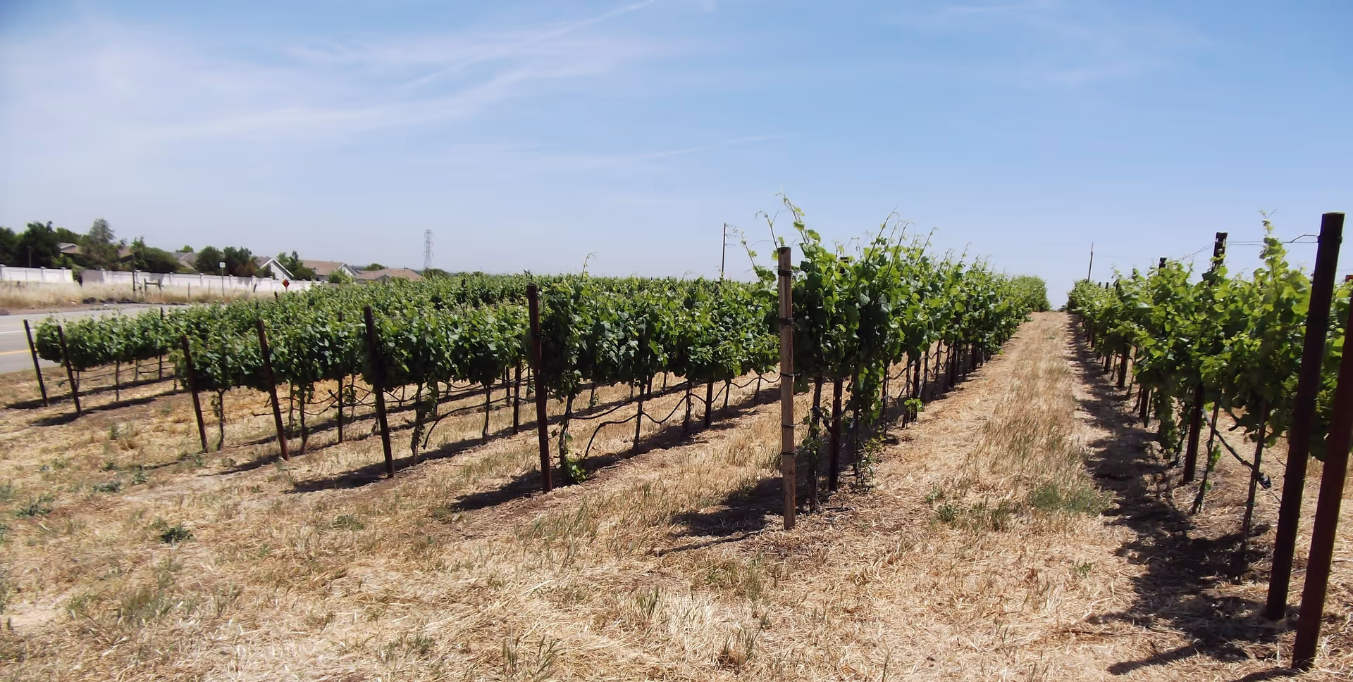 Rows of green grapevines growing in a vineyard under a clear blue sky with a road and houses visible in the background.