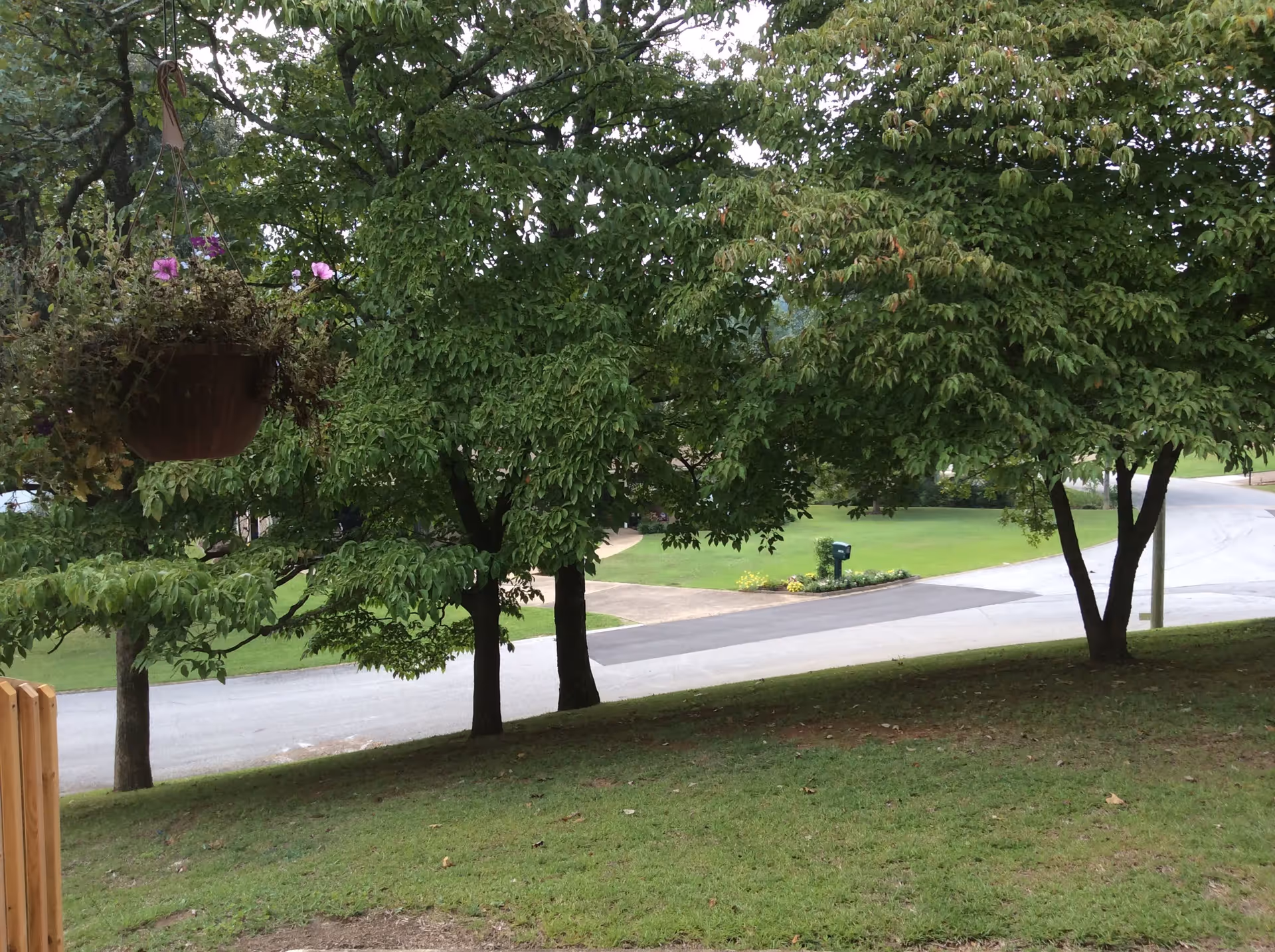 A grassy outdoor area with several leafy green trees and a hanging flower pot with purple flowers. A paved road curves through the background with a mailbox and some flower beds visible near the road.