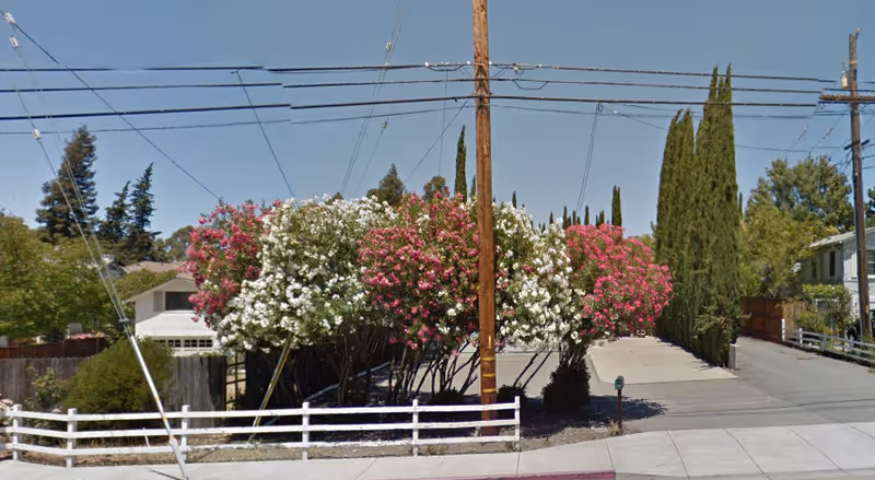 Street view of a residential area with a white wooden fence in the foreground, colorful flowering bushes with white and pink blossoms behind the fence, tall cypress trees to the right, and utility poles and power lines overhead under a clear blue sky.