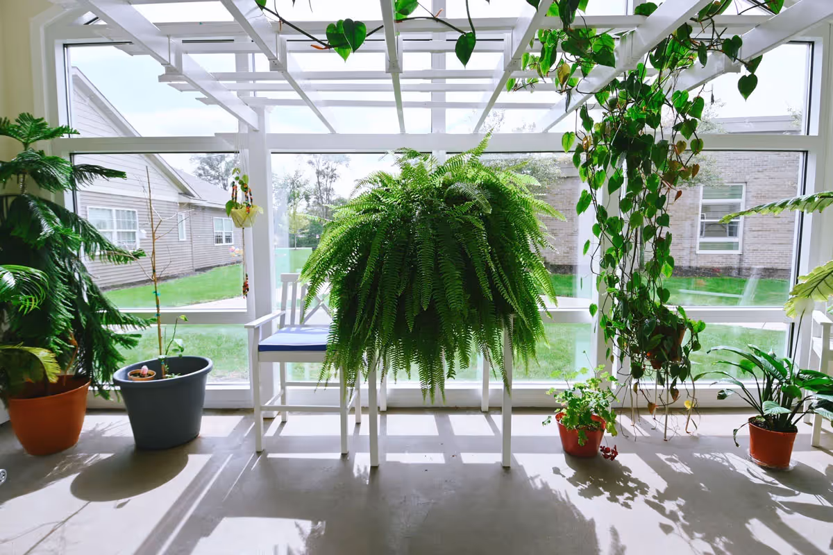 A bright indoor sunroom with large windows showing an outdoor view of grass and buildings. The room contains various green potted plants, including a large fern on a white chair, a hanging vine plant, and other smaller plants in pots on the floor. Sunlight casts shadows on the floor.