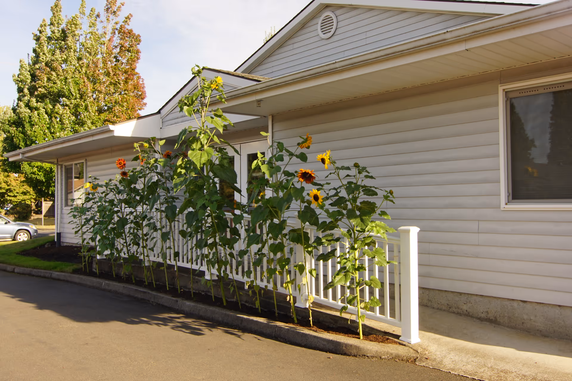 Exterior view of a single-story building with white siding and a row of tall sunflowers planted along a white railing beside a paved driveway. Trees with green and autumn-colored leaves are visible in the background under a clear sky.