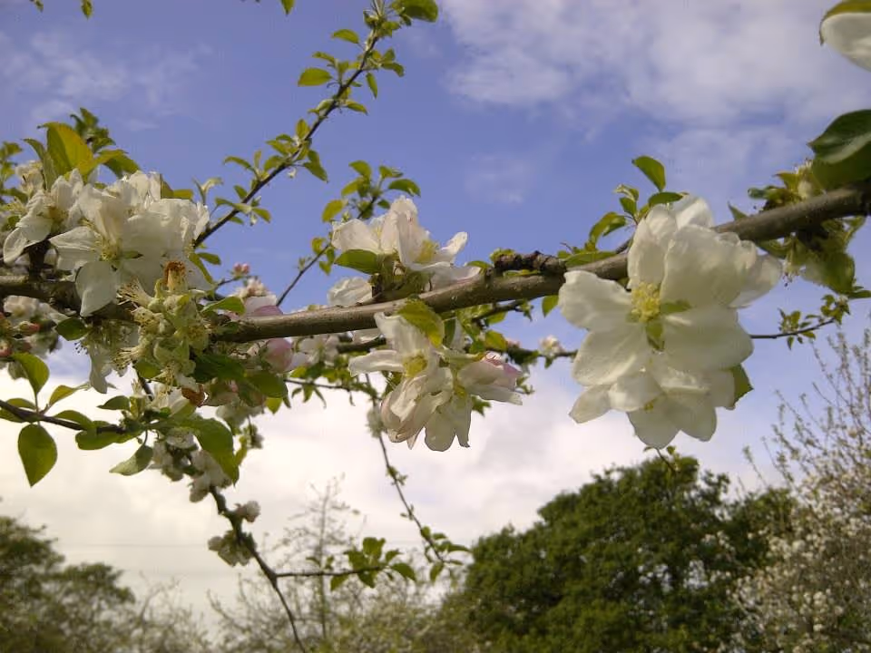 Close-up view of a tree branch with white blossoms and green leaves against a partly cloudy blue sky, with more trees visible in the background.