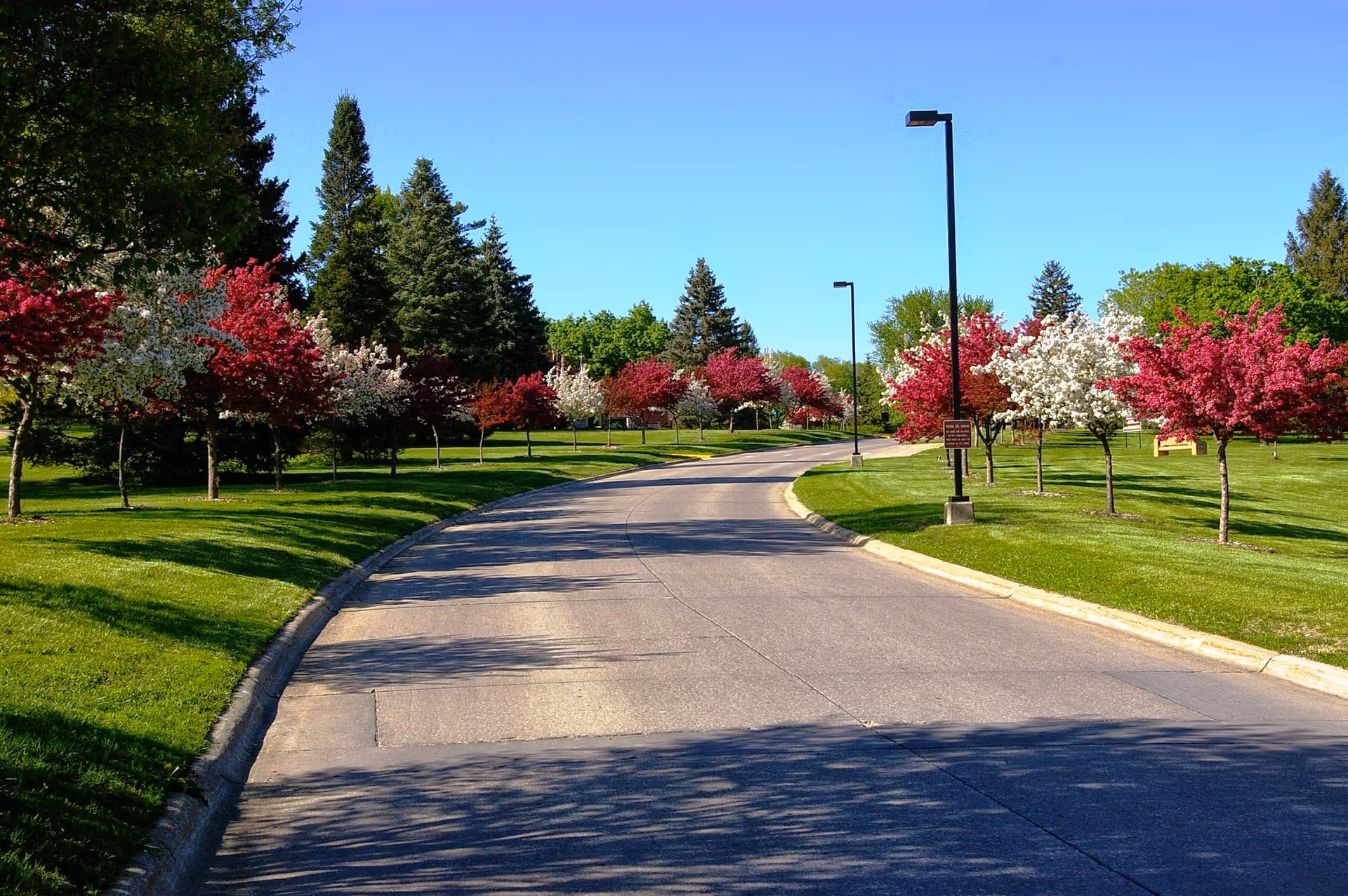 A curved paved road lined with green grass and rows of small trees with red and white blossoms on both sides under a clear blue sky.