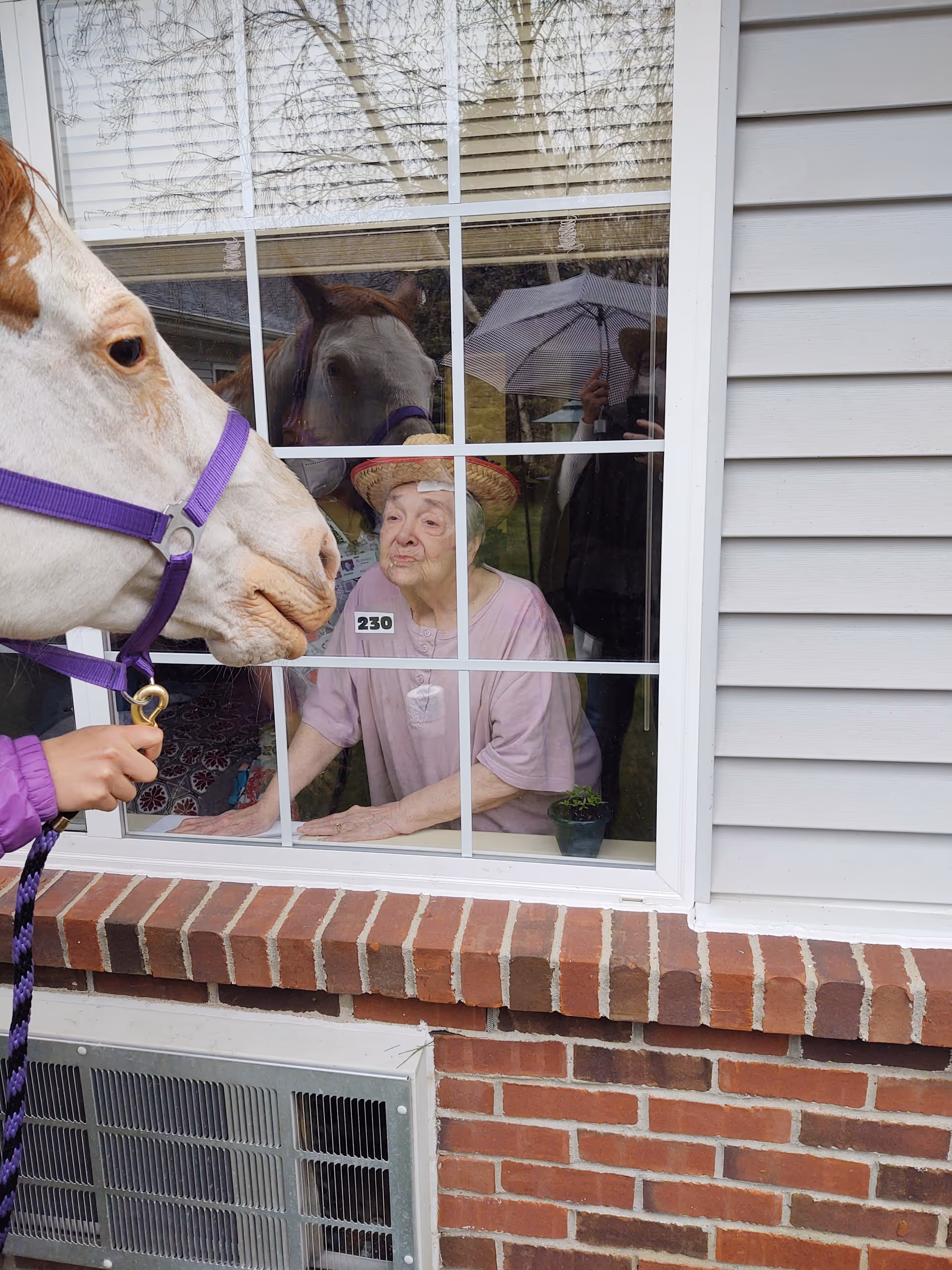 An elderly woman wearing a straw hat and a light pink shirt looks through a window at a white horse with a purple halter being held outside. The woman is inside a building with white siding and a brick foundation. A small potted plant is on the windowsill, and a person holding an umbrella is reflected in the window.
