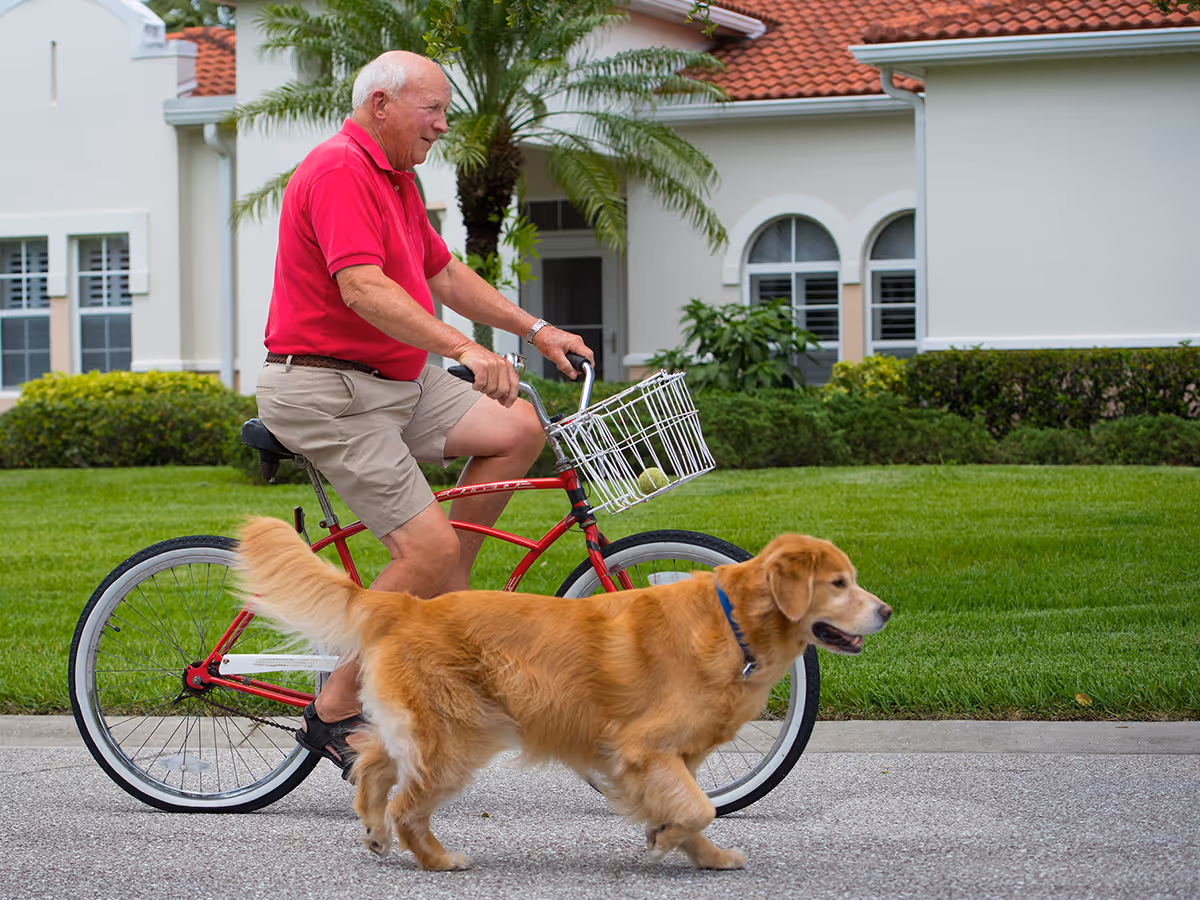 An elderly man wearing a red polo shirt and beige shorts rides a red bicycle with a white basket on the front along a paved road. A golden retriever dog walks beside him. In the background, there is a white building with arched windows, green bushes, and a palm tree.