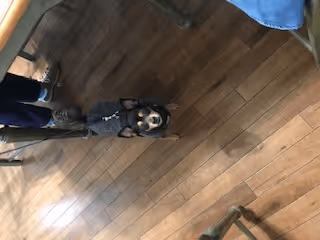 Small black and brown dog wearing a gray sweater standing on a wooden floor next to a person wearing dark pants and sneakers. Part of a green chair is visible on the right side.