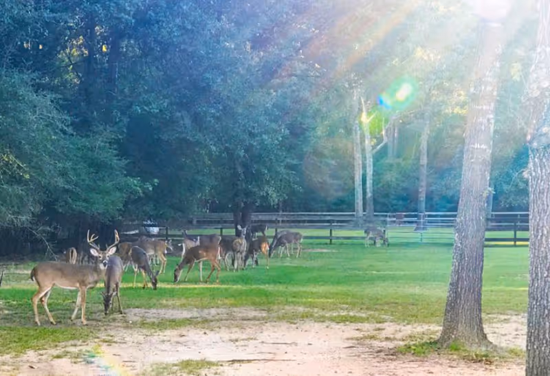 A group of deer grazing on a grassy area near trees and a wooden fence, with sunlight streaming through the trees.