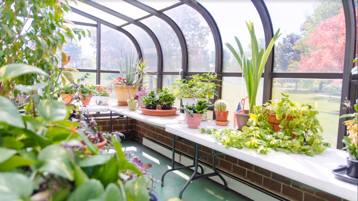 A bright sunroom or greenhouse area with a curved glass ceiling and walls, filled with various potted plants on white tables. Outside, green grass and trees with autumn foliage are visible.
