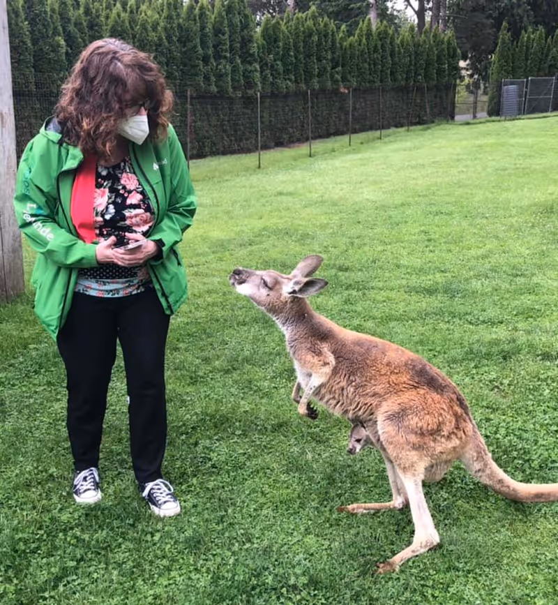 A woman wearing a green jacket, floral shirt, black pants, and a face mask is standing on grass looking at a kangaroo. The kangaroo is on the grass with a joey visible in its pouch. There is a fence and tall green bushes in the background.