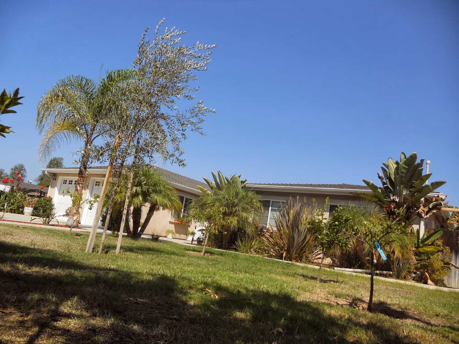 Single-story residential building with a well-maintained lawn and various palm trees and shrubs under a clear blue sky.