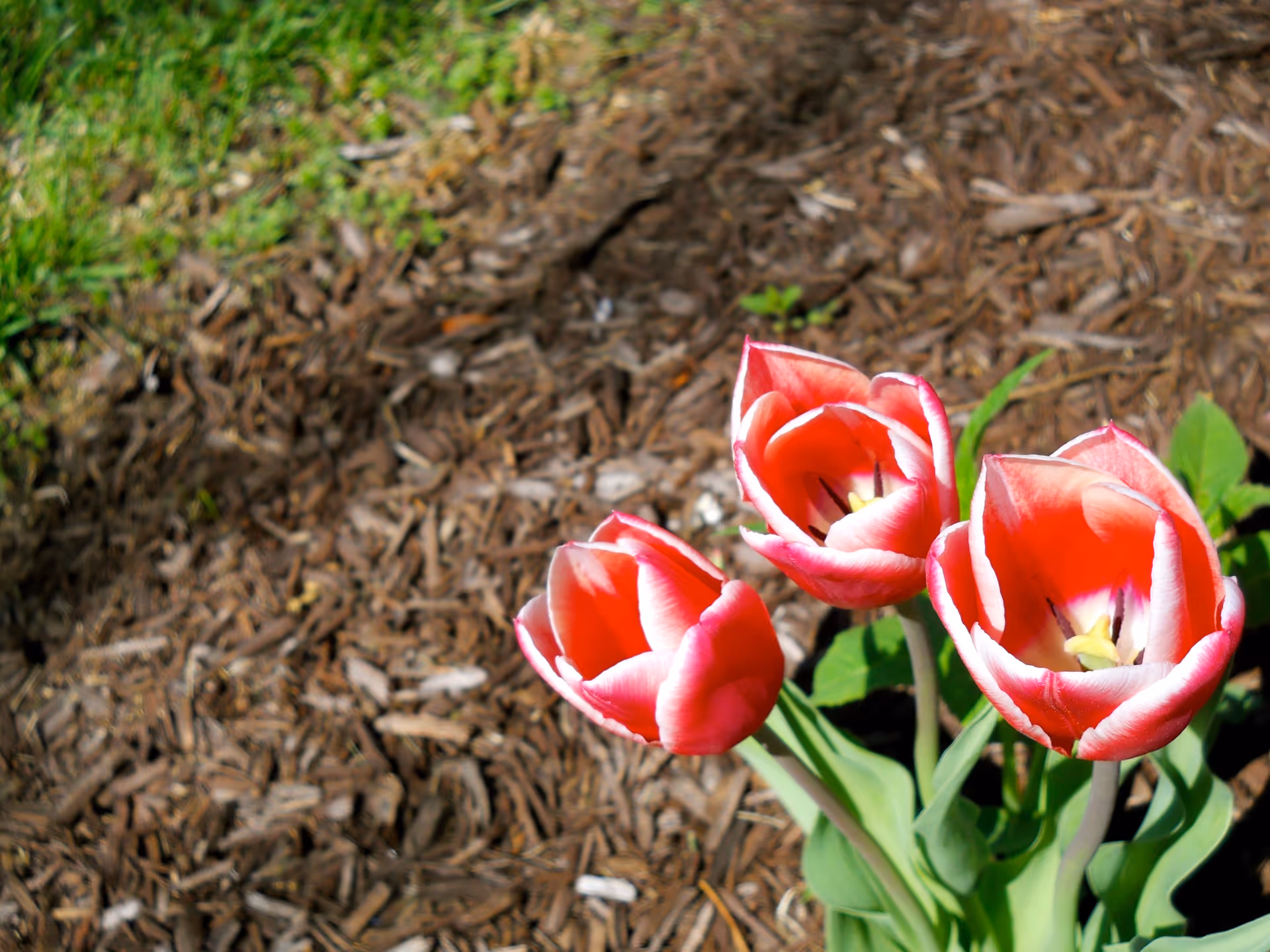 Close-up of three red and white tulips blooming in a garden bed with mulch and some green grass in the background.