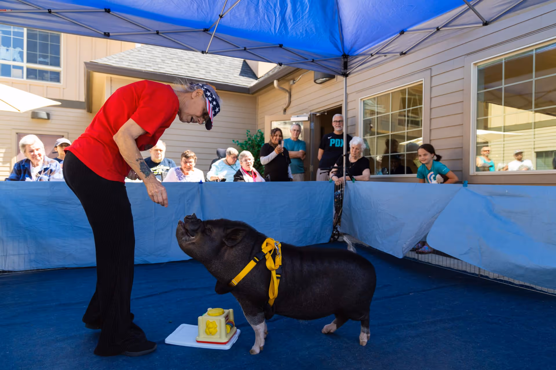 An elderly woman wearing a red shirt and a star-spangled cap interacts with a small black pig wearing a yellow harness under a blue canopy. Several senior residents and a young girl watch the interaction from behind a blue barrier in an outdoor courtyard of a senior living facility.