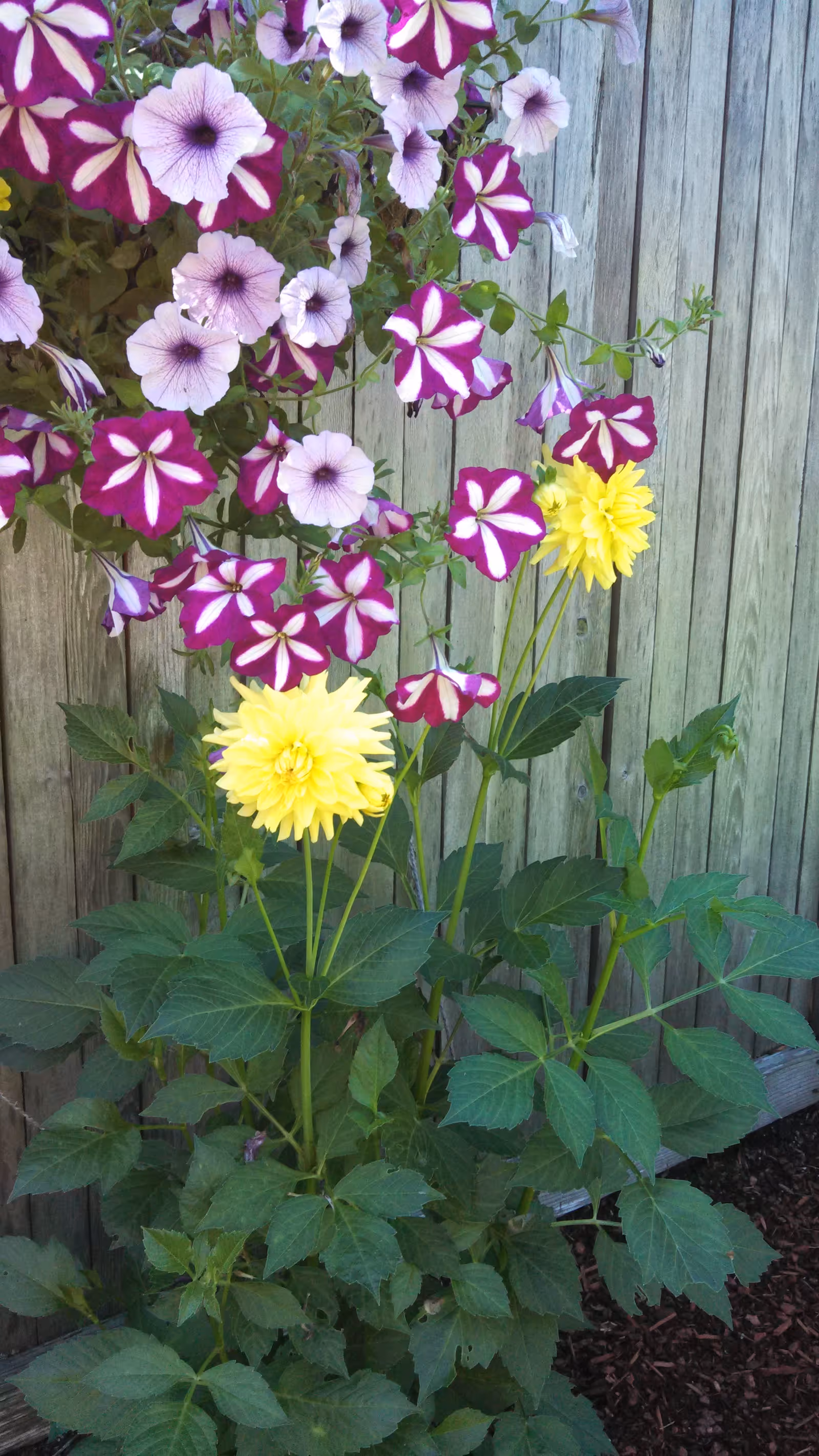 A garden scene with vibrant flowers in front of a wooden fence. There are purple and white petunias hanging in a cluster, along with bright yellow dahlia flowers growing from green leafy stems below.