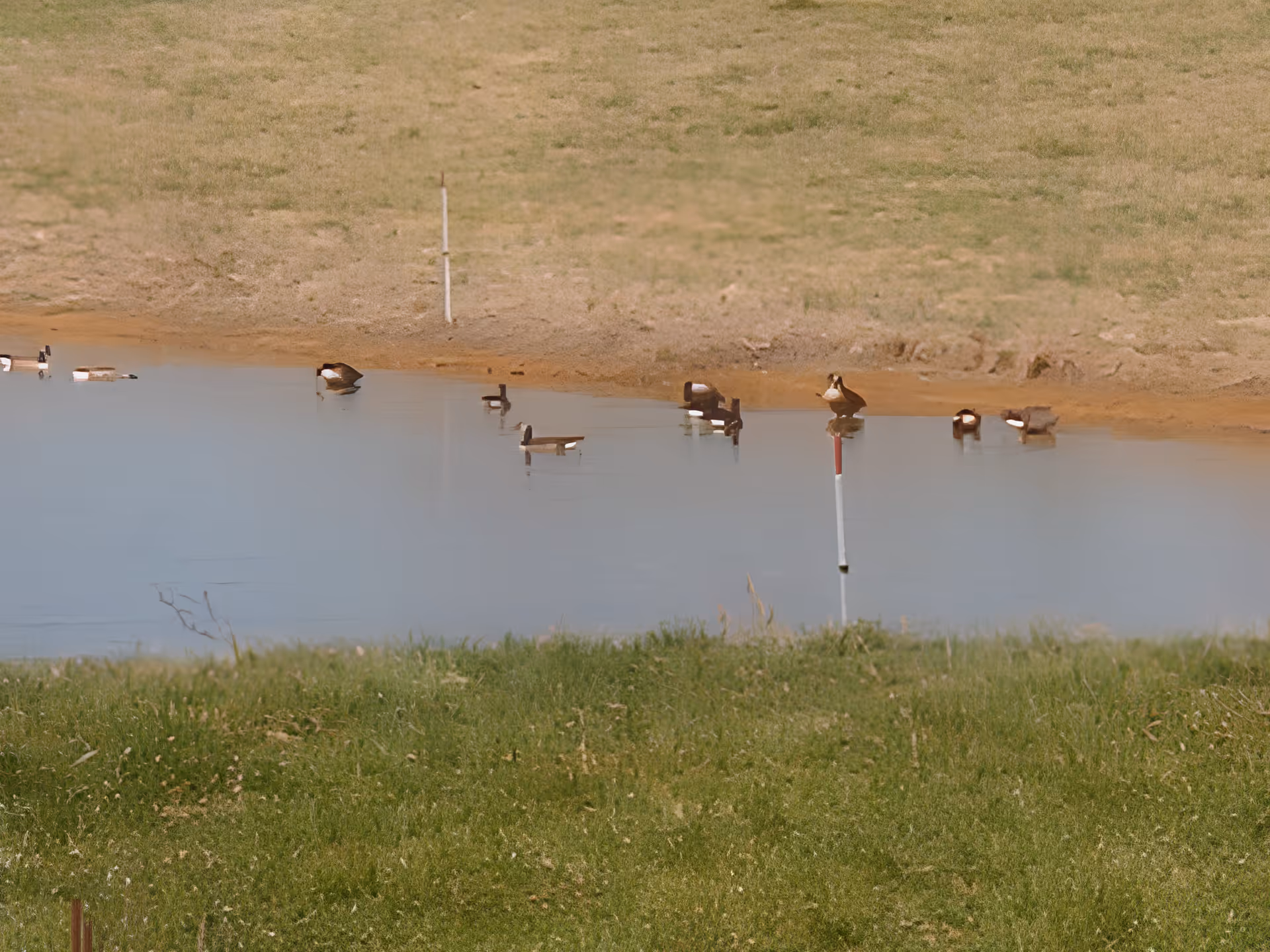 A small pond with several waterfowl on the water and along the grassy shore.