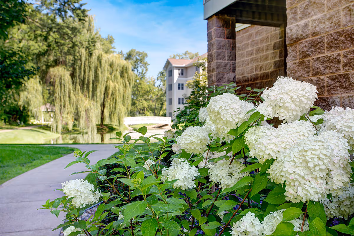 White hydrangea flowers beside a paved walkway with a pond, willow trees, and a multi-story building in the background.