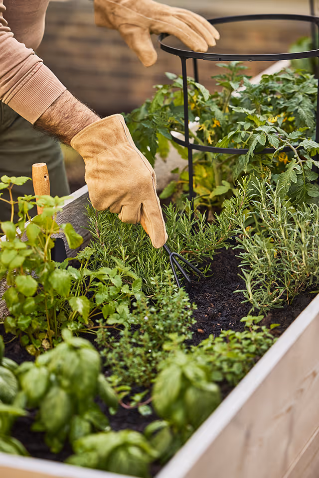 A person wearing gardening gloves tends to a raised garden bed filled with various green herbs and plants, using a small hand rake tool.