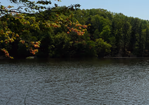 A calm body of water with a dense forest of green trees along the shoreline under a clear sky.