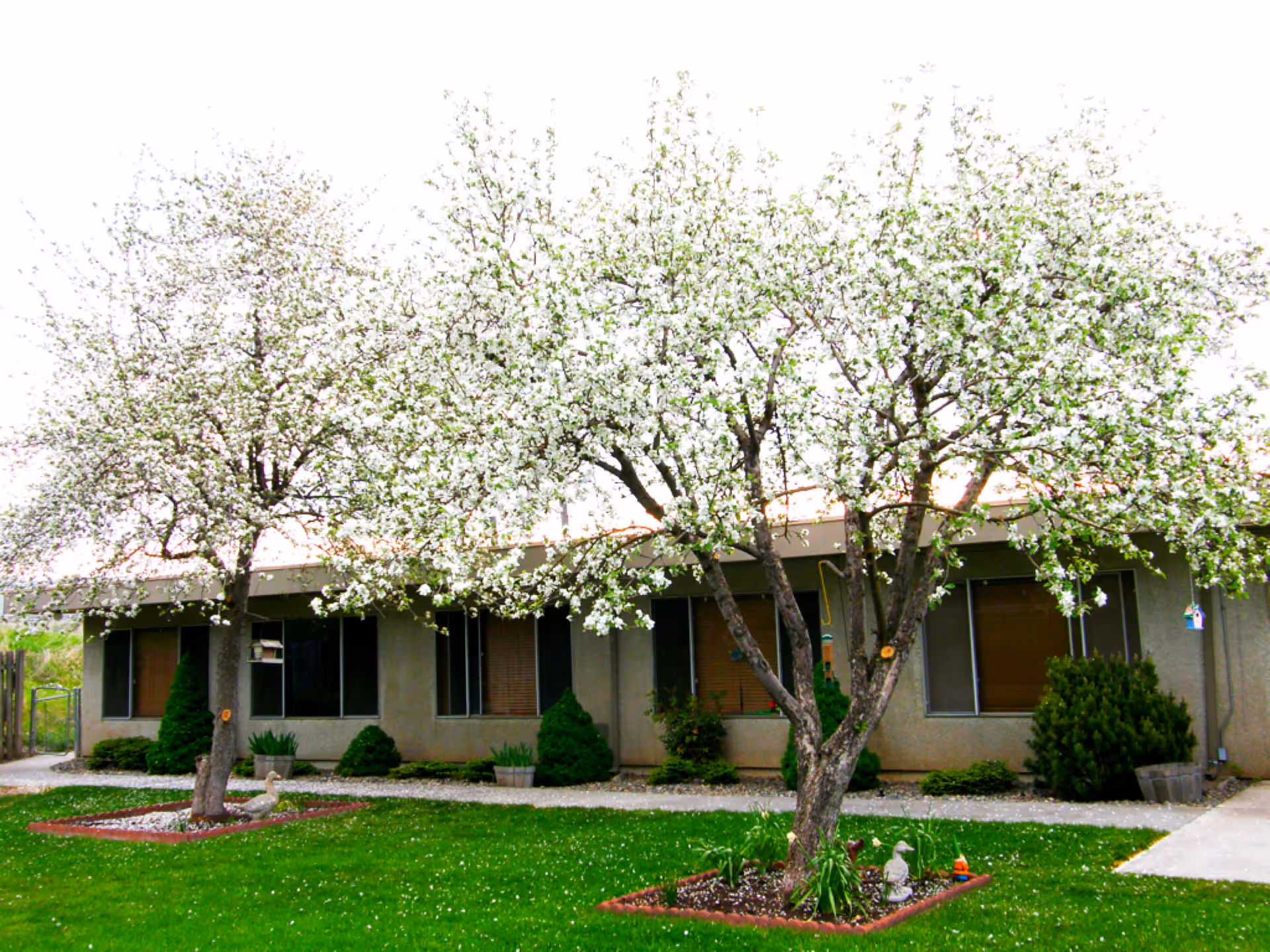 A single-story building with several windows and a well-maintained lawn in front. Two trees with white blossoms are prominently visible, surrounded by small garden beds with decorative items. Shrubs and plants line the building's exterior.