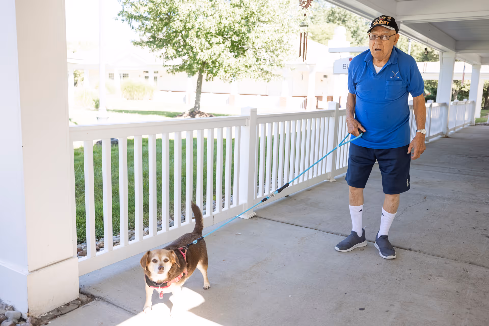 An elderly man wearing a blue polo shirt, navy shorts, white socks, and gray slip-on shoes is walking a small brown and white dog on a blue leash along a covered walkway with white railings. There is greenery and trees visible outside the railing.