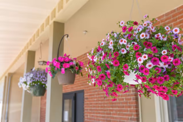 Close-up view of hanging flower baskets with vibrant pink, purple, and white flowers on a covered porch with brick walls and beige pillars.