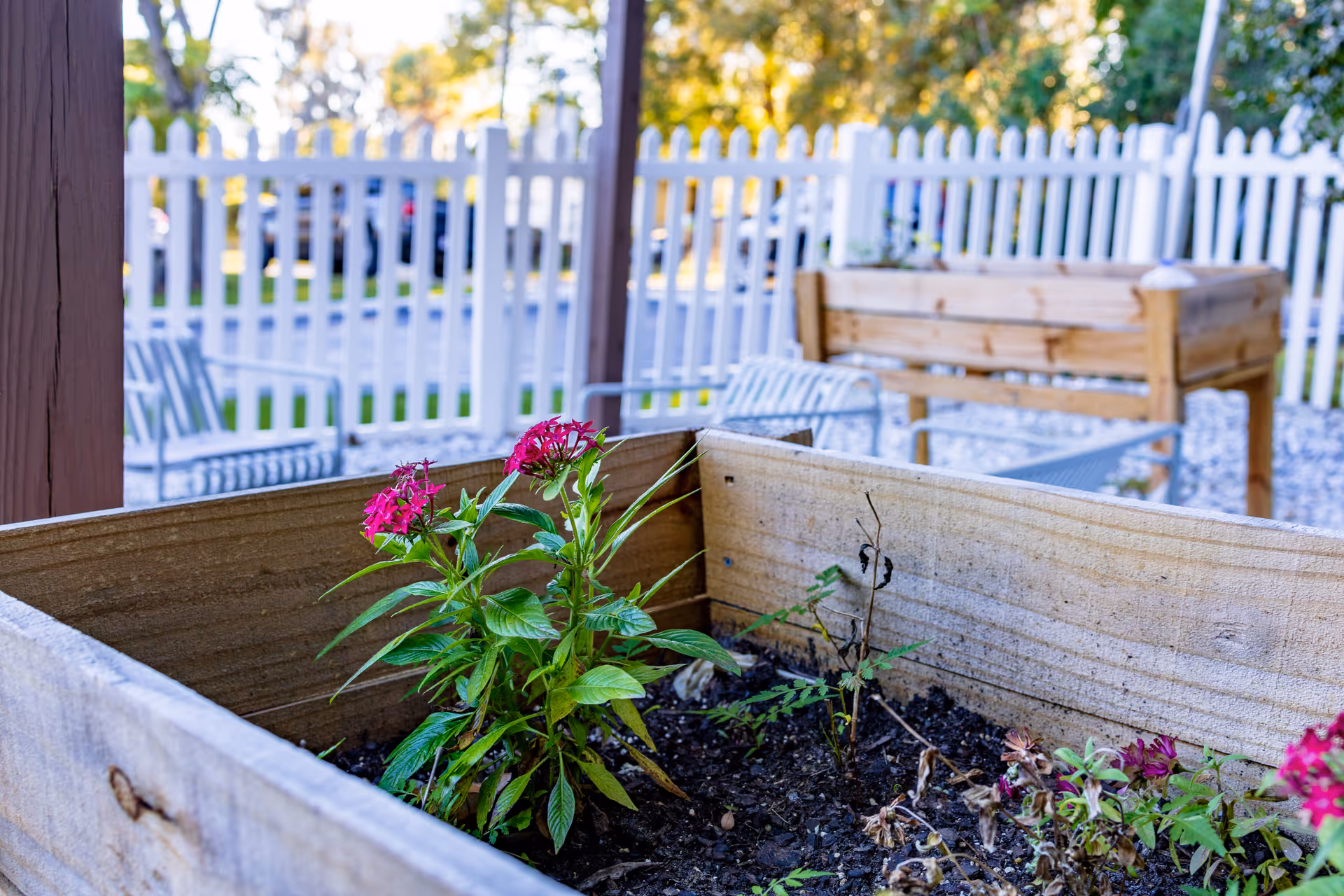 Close-up of a wooden planter box with green plants and pink flowers, set outdoors near a white picket fence. In the background, there are metal chairs and another wooden planter box, with trees and sunlight visible beyond the fence.