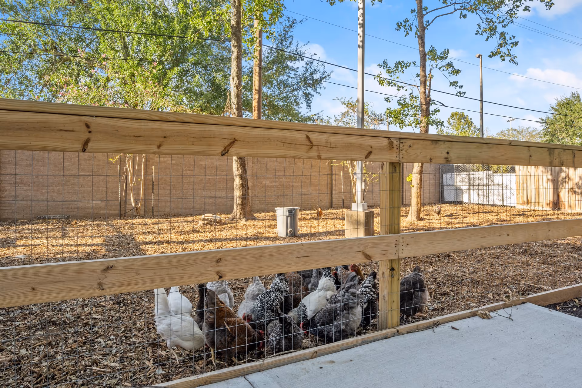 Wooden fenced outdoor enclosure with a group of chickens near the fence, trees and a brick wall in the background.