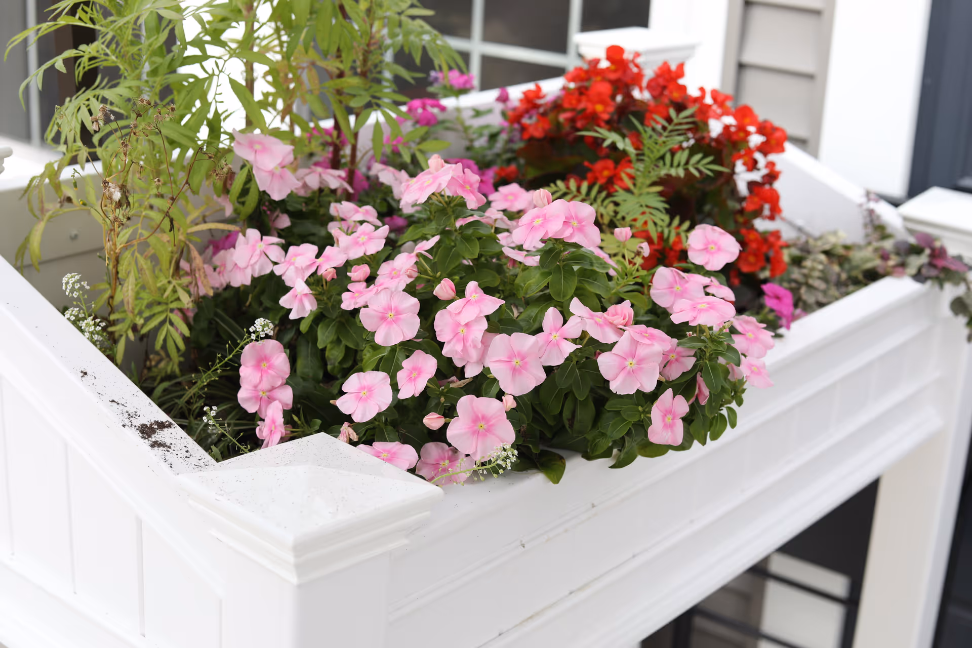 A white planter box filled with blooming pink and red flowers, placed outdoors near a building with siding and windows.