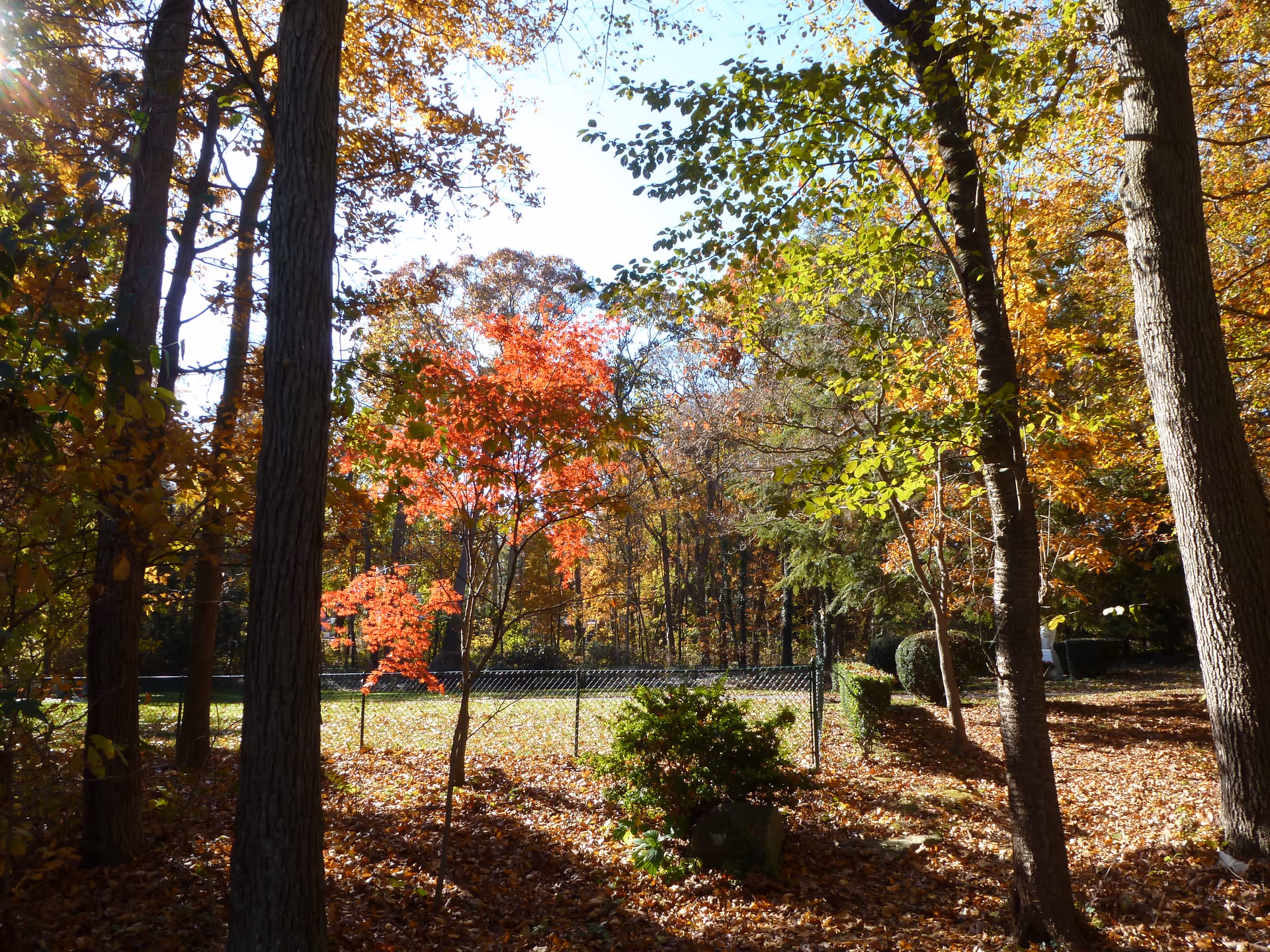 Sunlit wooded yard in autumn with trees showing red and yellow leaves, a chain-link fence, and the ground covered in fallen leaves.