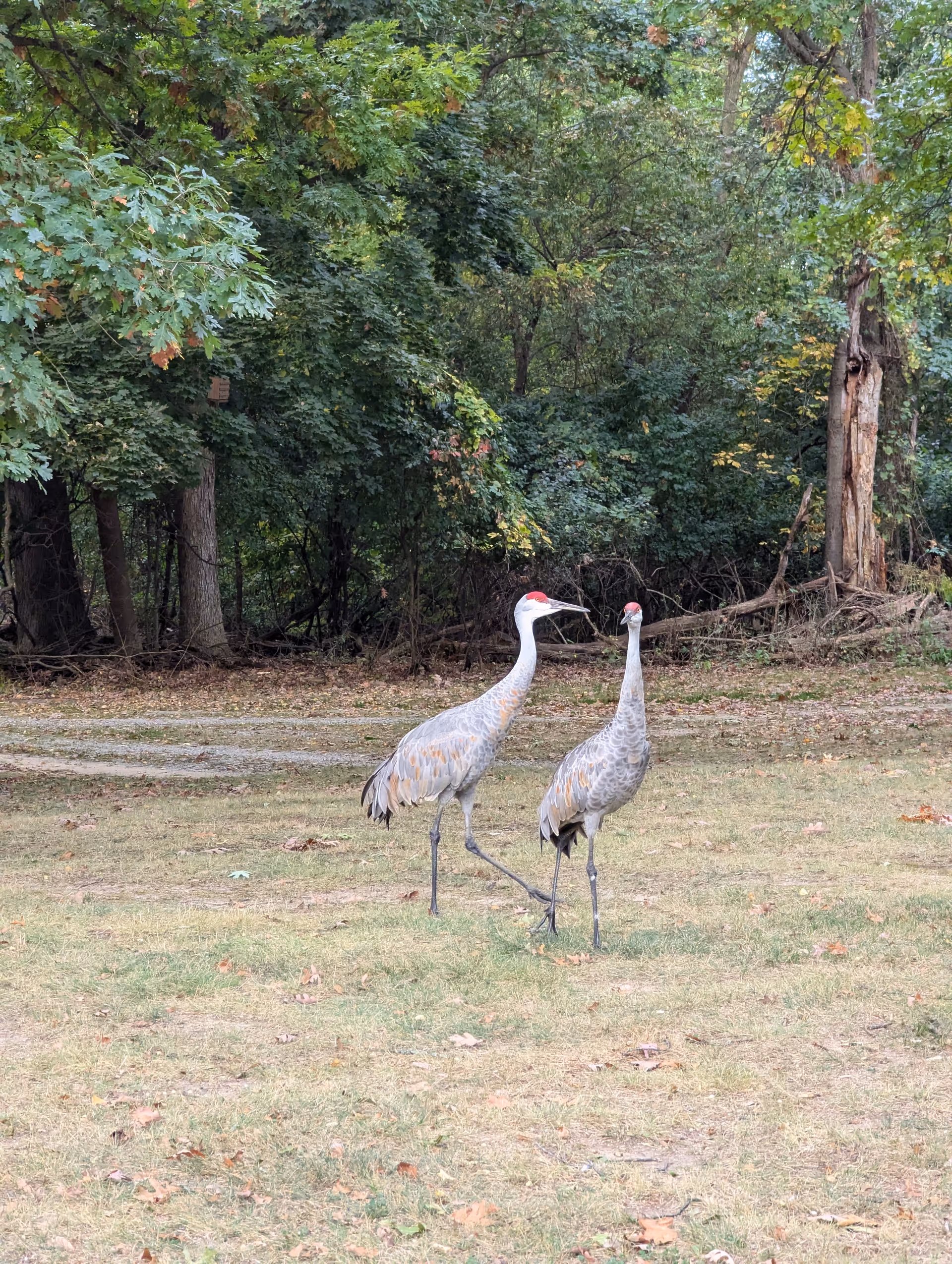 Two sandhill cranes standing on a grassy area with a backdrop of dense green trees and foliage.
