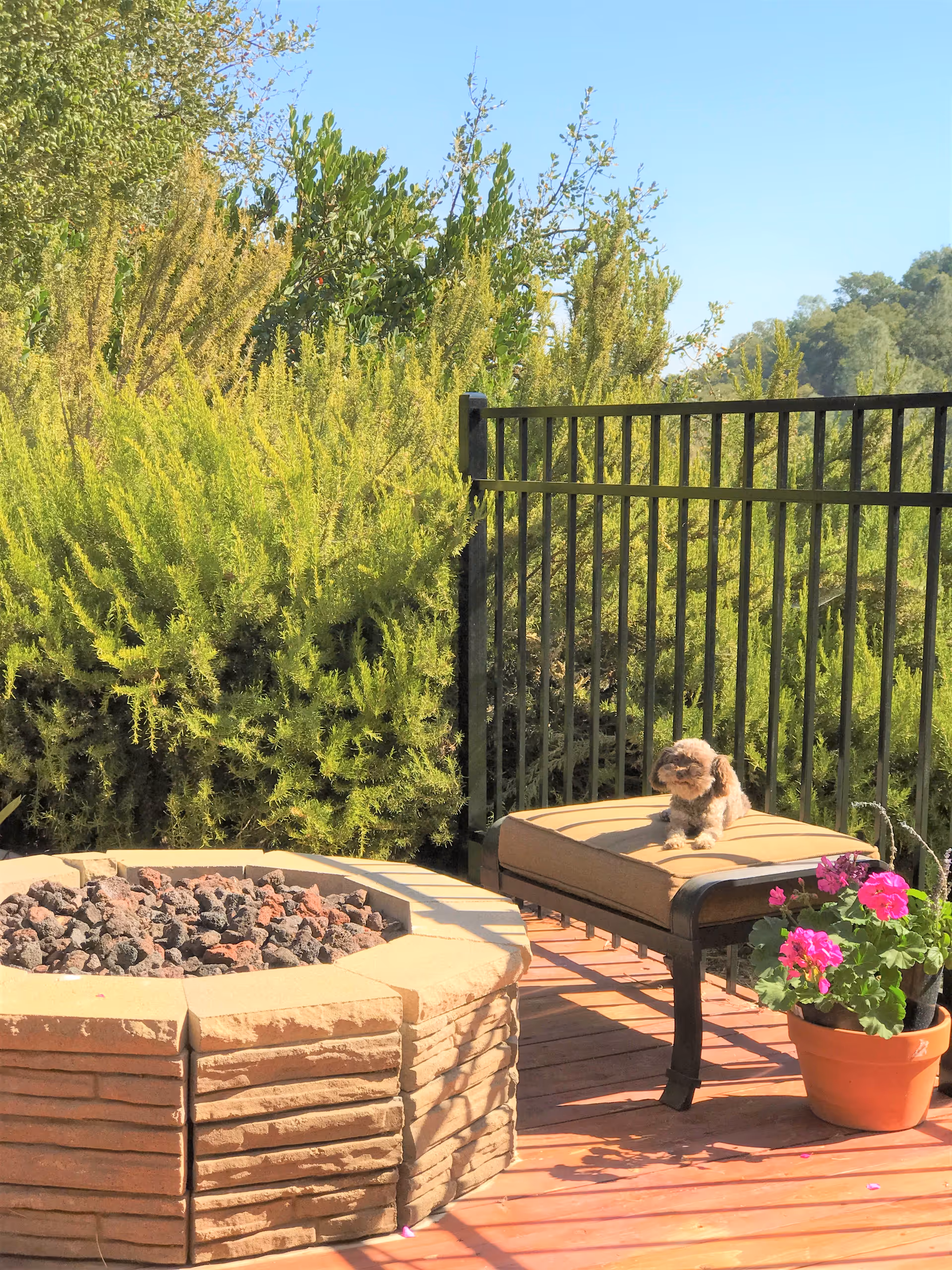 A small dog sitting on a cushioned outdoor chair next to a potted pink flower on a wooden deck. There is a stone fire pit nearby and green bushes behind a black metal fence under a clear blue sky.