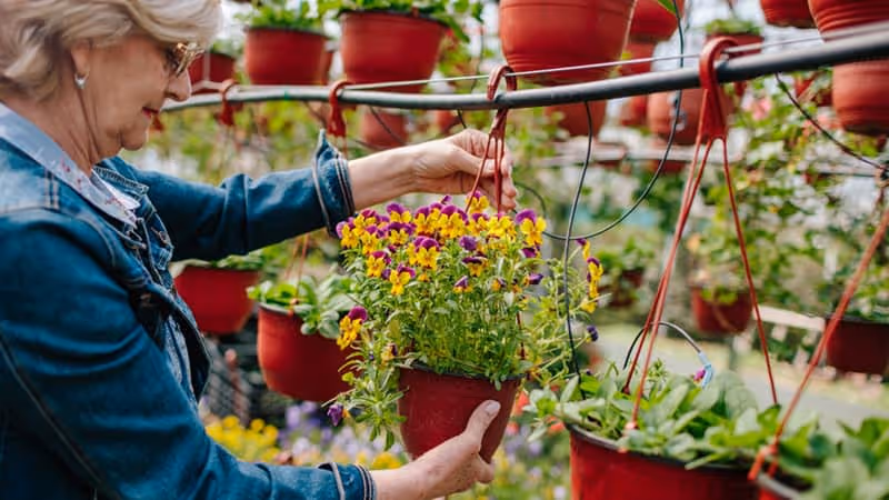 An elderly woman wearing glasses and a denim jacket is tending to hanging flower pots filled with colorful yellow and purple flowers in a garden or greenhouse setting.