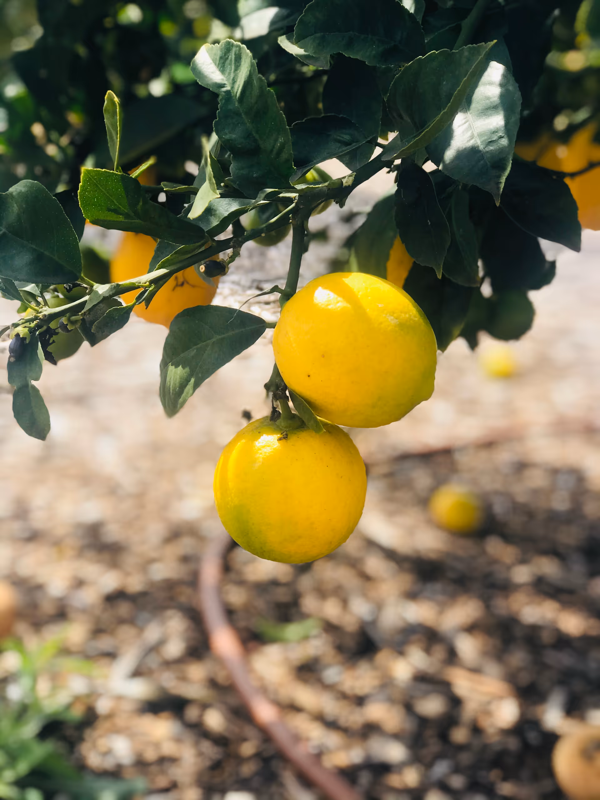 Two ripe yellow citrus fruits hanging from a leafy branch with a blurred ground background.