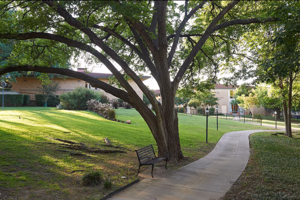 Large shady tree over a curved paved walkway with a bench on a grassy lawn and low buildings in the background.