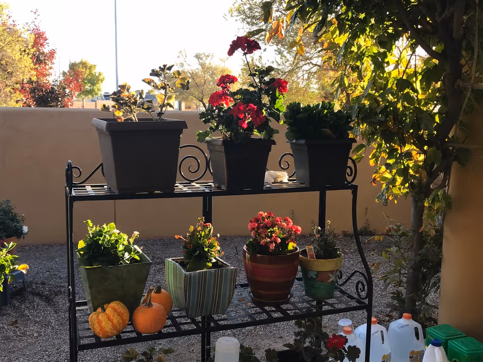Outdoor patio shelving holding potted plants, flowers, small pumpkins and water jugs against a low stucco wall.