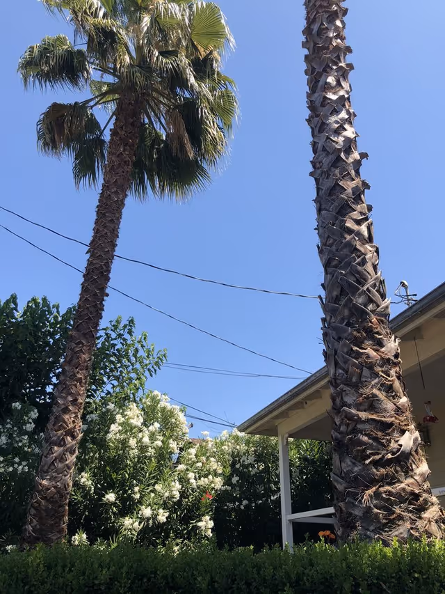Two tall palm trees with trimmed trunks stand in front of a small building with a porch. There are green bushes and white flowering plants beneath the trees, and power lines stretch across a clear blue sky.