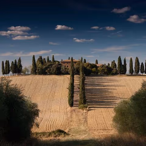 A rural hillside with terraced fields leading to a villa, flanked by tall cypress trees under a blue sky.