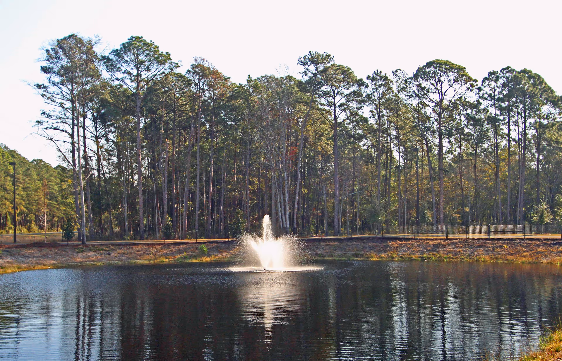 A serene outdoor scene featuring a pond with a water fountain in the center, surrounded by tall pine trees and a clear sky.