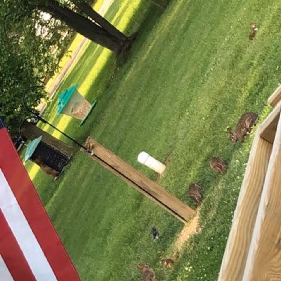 A grassy outdoor area with a wooden post and two bird feeders hanging from it. Several small birds and rabbits are on the grass near the feeders. Part of a wooden deck and a red and white striped object are visible on the edges of the image.
