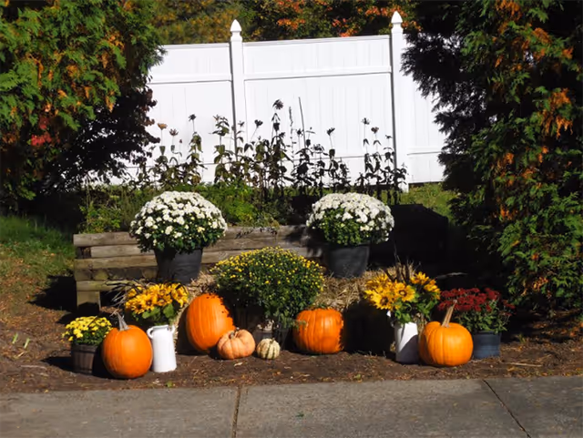 Autumn display of pumpkins and potted chrysanthemums arranged along a garden bed in front of a white fence and evergreen shrubs.