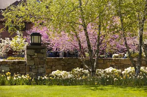 Lush garden with blooming flowers, trees, and a stone wall by a building exterior.
