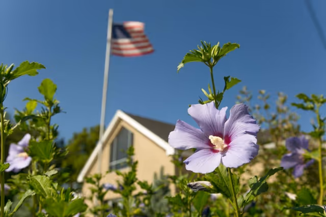 Close-up of purple flowers with a building and an American flag on a flagpole in the background under a clear blue sky.
